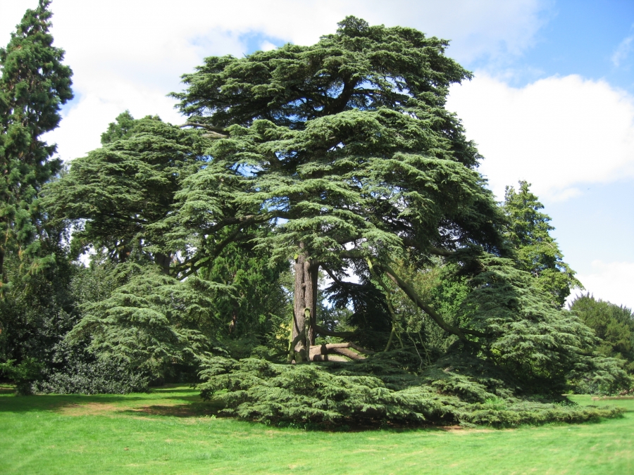 Cedar lebarnone.jpg